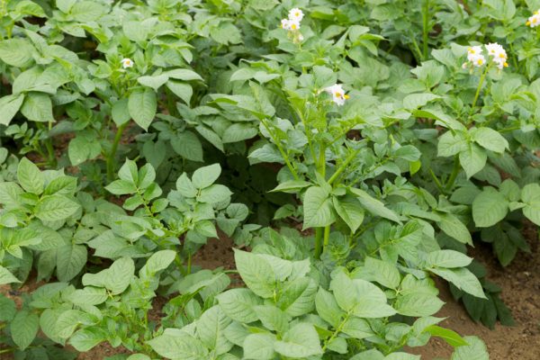 Clean-up of contaminated potato fields