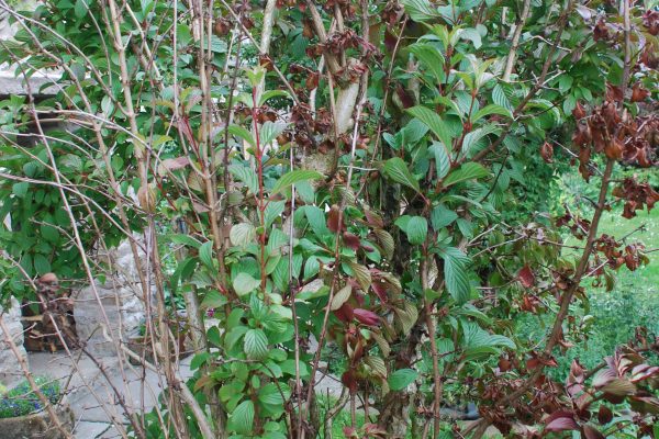 Biosecurity – Protecting your shrubs and trees